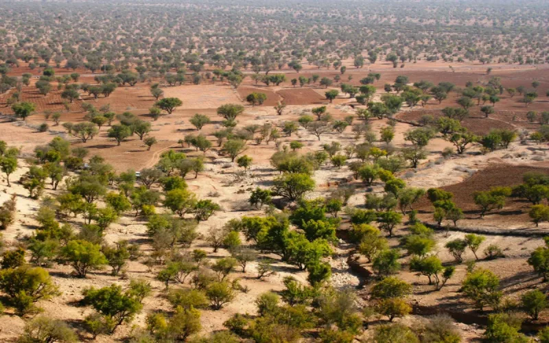 After the Drought, Essaouira’s Argan Forest Has Not Returned to Its Former State