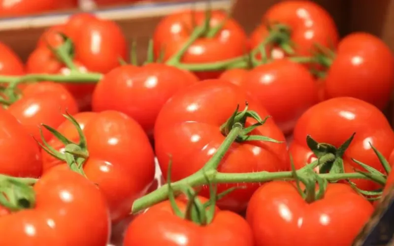 Agriculture: how Moroccan tomatoes have established themselves as leaders in the European market