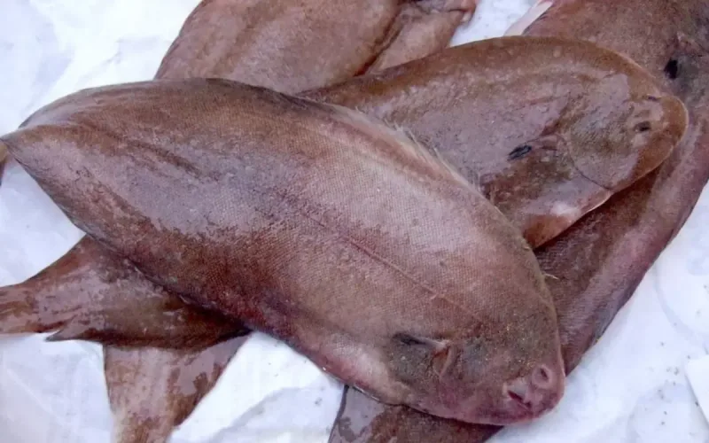 Arsenic Detected a Second Time in Moroccan Sole: Russia Closes Its Doors to the Exporter