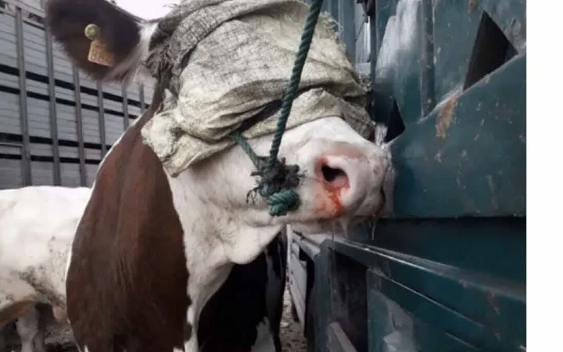 Animal Welfare Groups Expose Alleged Mistreatment of French Cows in Morocco