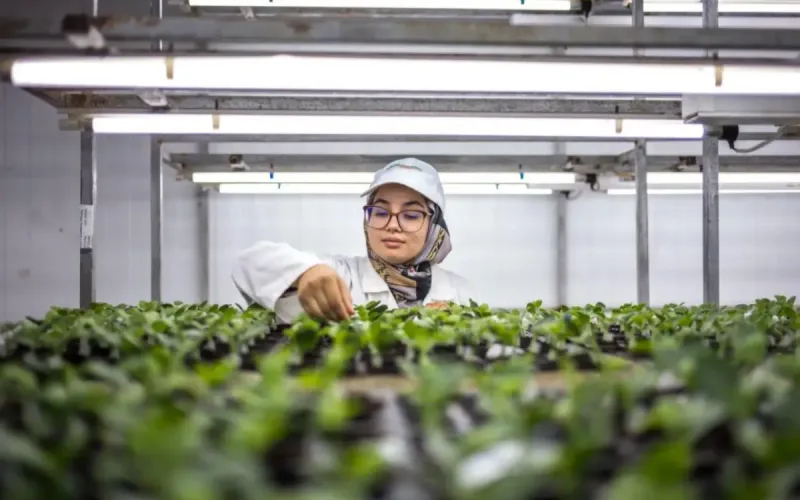 Azura unveils the inner workings of its agricultural empire in Morocco: 24 farms and 500 hectares of tomatoes