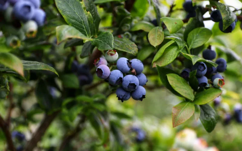 Blueberries: Morocco surges toward a 70% increase, but markets are becoming the problem