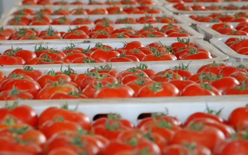 Brussels calculates what new rules could cost Moroccan tomatoes: 195,000 tonnes