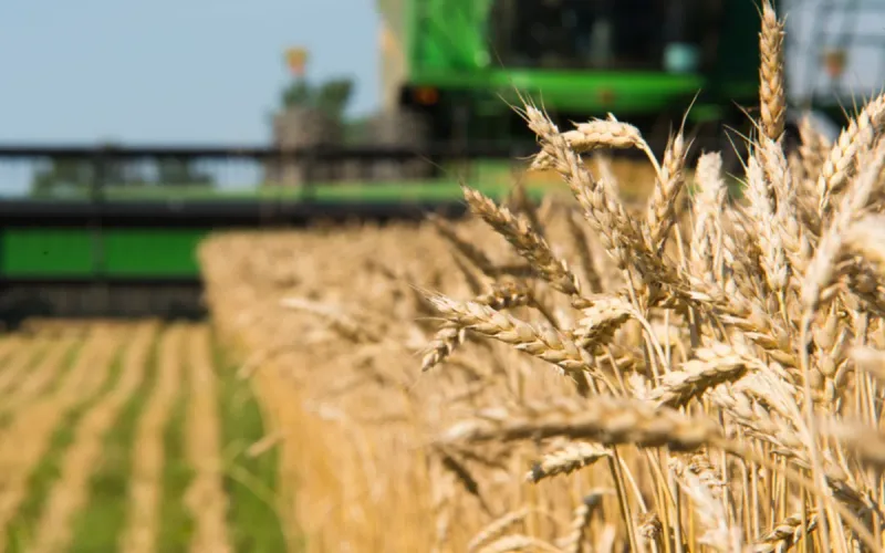 Canada’s Durum Wheat Exports Rebound, With Morocco Among Top Buyers