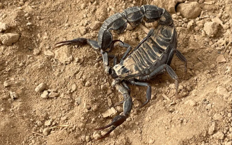 Climate change could expand the range of Morocco’s black scorpion