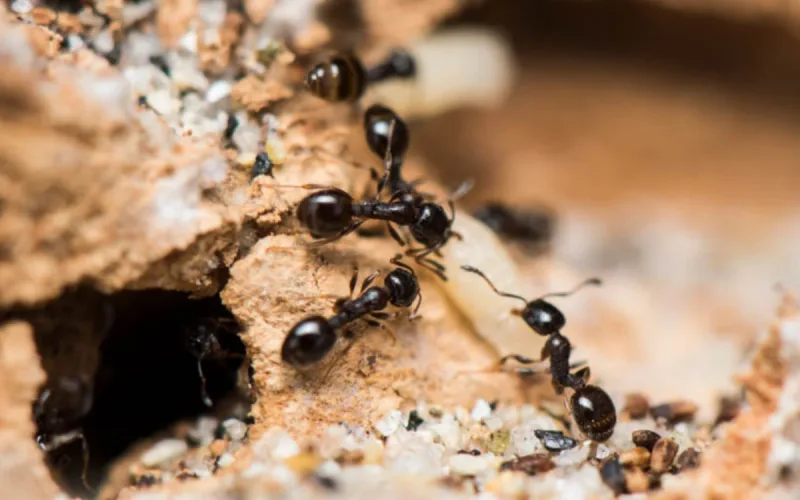 Discovery in Morocco: a rare ant identified in an isolated region