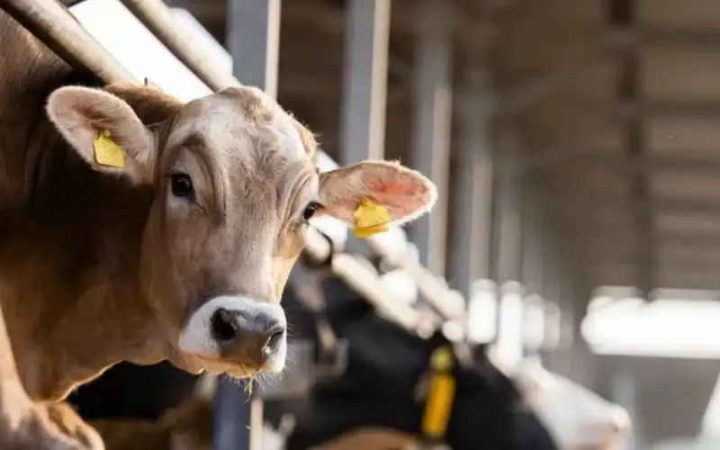 Europe blocks Brazilian meat, Morocco buys it and Spain loses its market