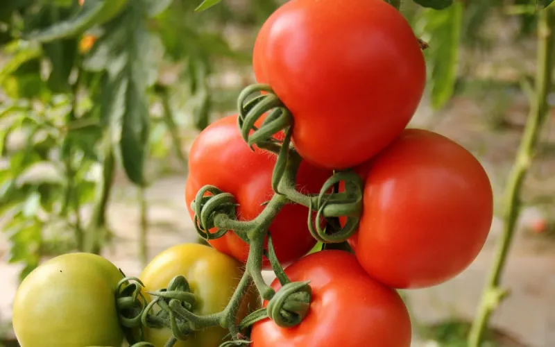 European Tomato Prices Hit Five-Year High Ahead of Morocco’s New Season