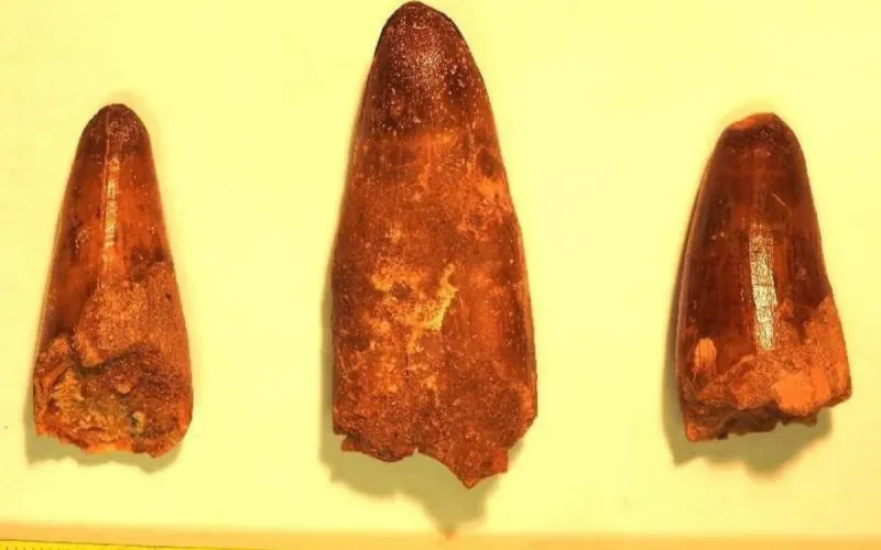 France returns prehistoric treasure to Morocco