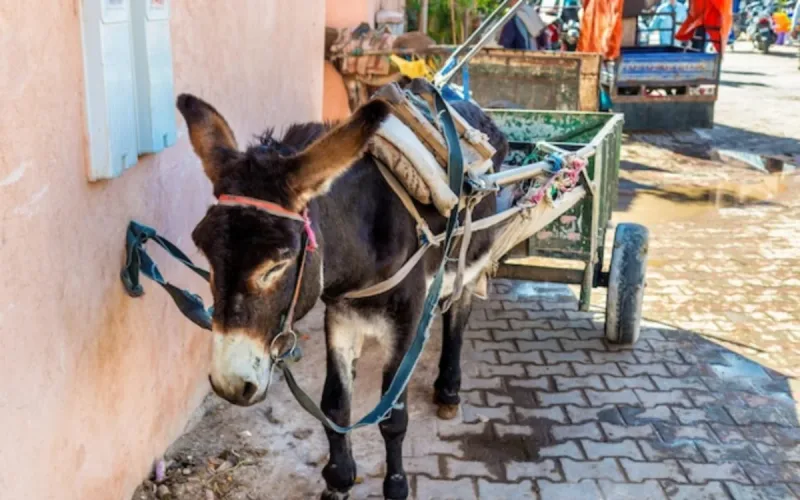 Has donkey meat been discreetly disposed of in Souss-Massa?