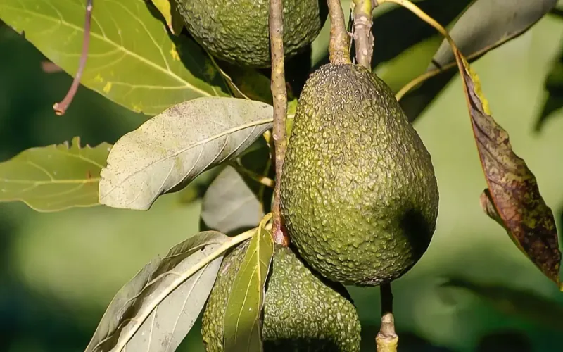 Israeli Group Mehadrin Sells Moroccan-Grown Avocados to Europe
