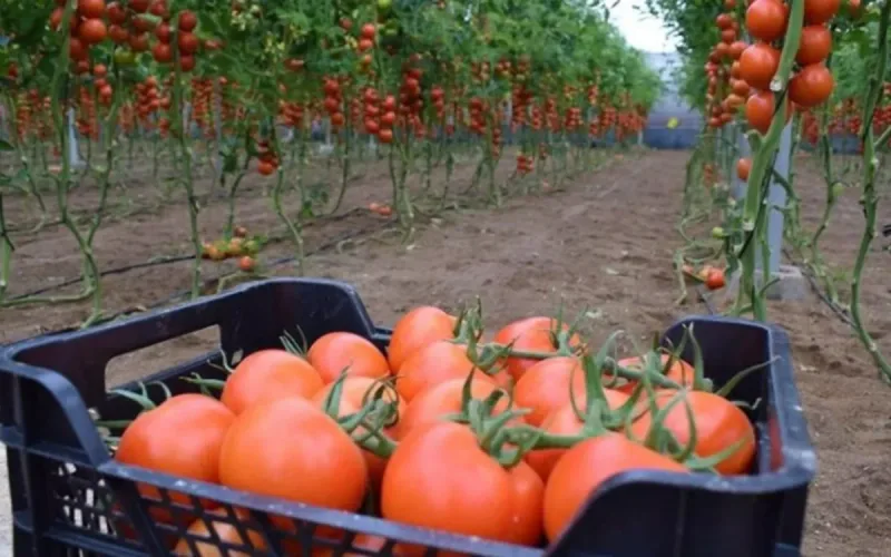 Madrid Refuses to Abandon Morocco, 11,000 Spanish Farmers Say They Are Paying the Price
