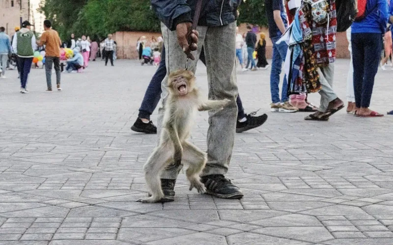 Marrakech Mayhem: Monkey Attack Sparks Tourist Safety Debate