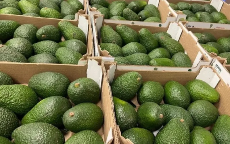 Moroccan Avocado Exports Gain Ground in Europe, but Profits Are Shrinking