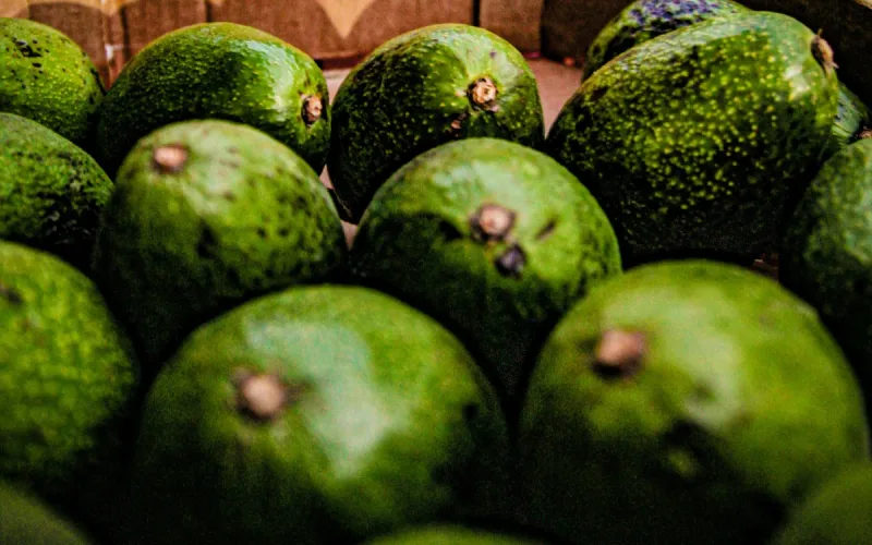 The Moroccan Avocado, this "Ferrari" that makes Spanish producers tremble