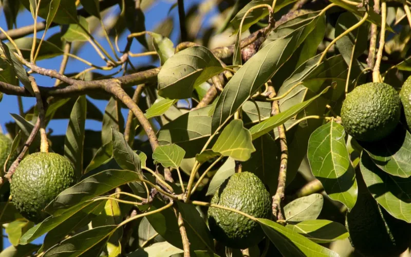 Moroccan Avocado Yields Lag Far Behind, but Some Farms Top 20 Tonnes per Hectare