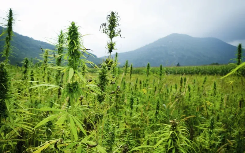 Moroccan Cannabis Loses Ground to North American Competition