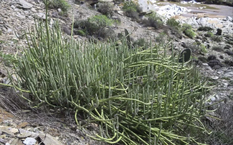 Moroccan medicinal plant shows promise in lab studies, but human benefits remain unproven
