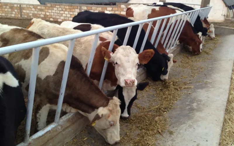 Moroccan milk on Spanish shelves? Anger rises among farmers