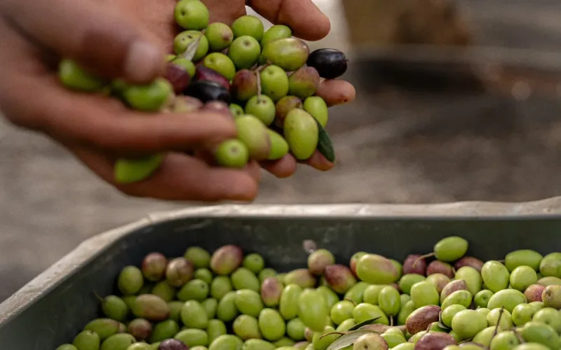 Moroccan Picholine Olive Oil: Healthier and Richer Than Italian Varieties
