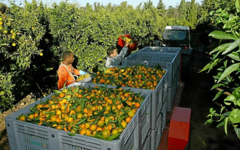 Moroccan seasonal worker’s bid for employee status rejected over expired visa