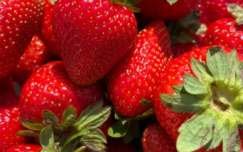 Moroccan Strawberries Add to Spanish Growers’ Concerns After Tomato Market Shift