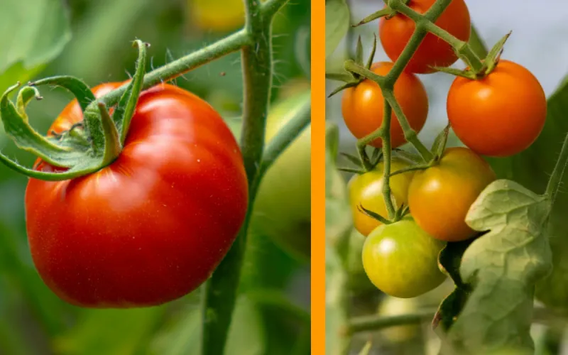 Moroccan tomato production slumps, French producers seize the opportunity