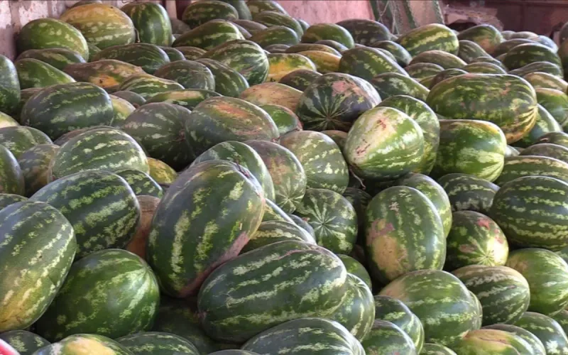 Moroccan Watermelon Safety: ONSSA Confirms No Health Risks