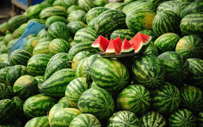 Moroccan watermelons Europe 2025 quality competition