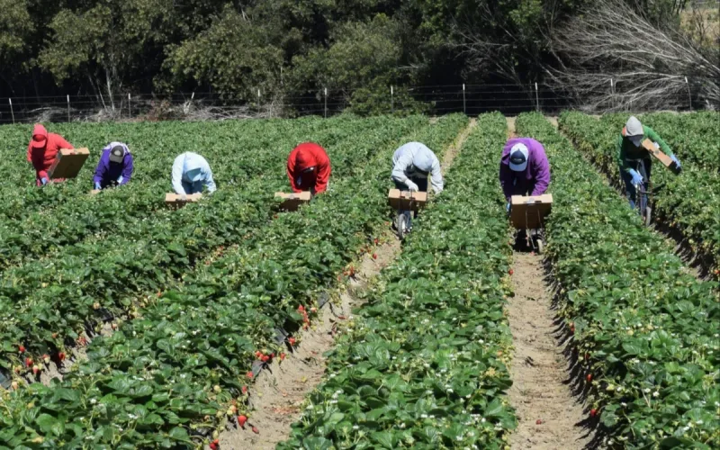 Moroccans pay 10,000 euros to work in Italy, then have to pay again to stay