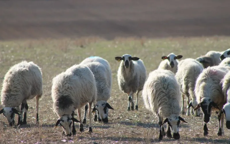 Morocco Boycotts Spain Sheep Exports, Algeria Wins Trade Deal