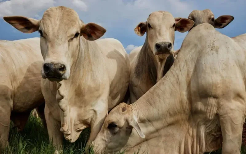 Morocco: Brazilian calves displace Spanish cows