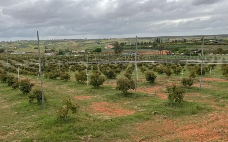 Morocco Considers Foreign Workers as Avocado Growers Face Labor Shortage