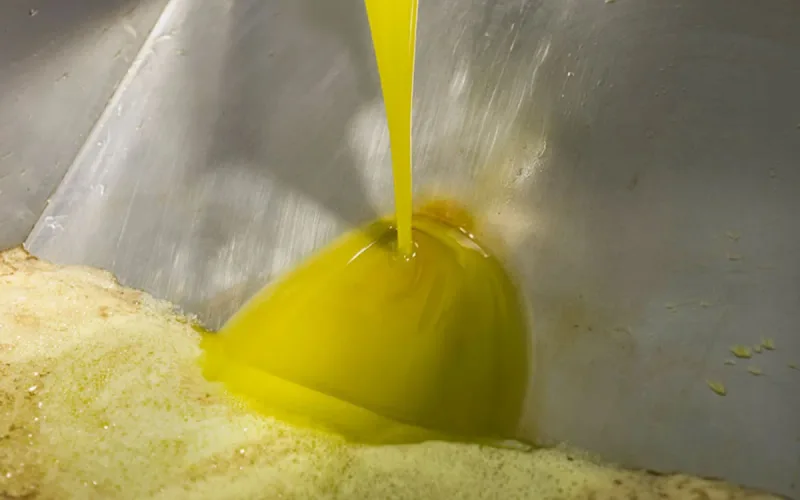 Morocco: controversy over the increase in olive pressing