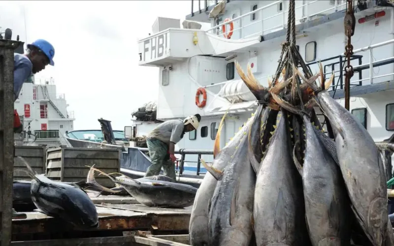Morocco fishing crisis: stocks collapse, exports at risk