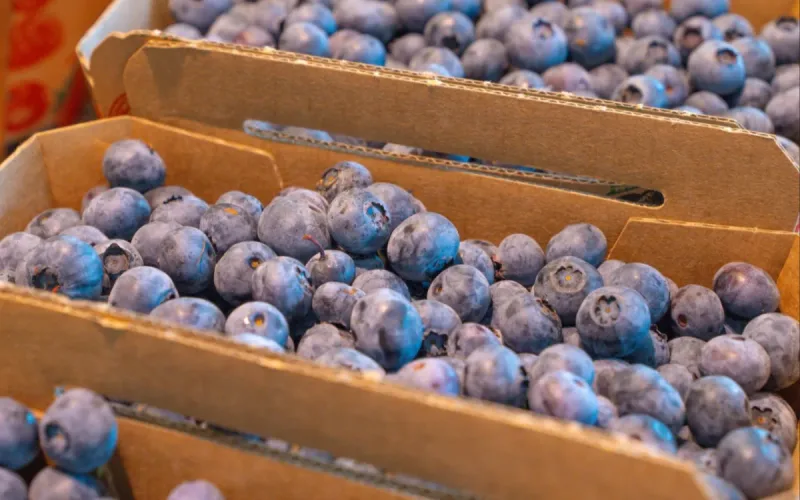 Morocco has found the perfect window for its blueberries, but its competitors now want to take it away