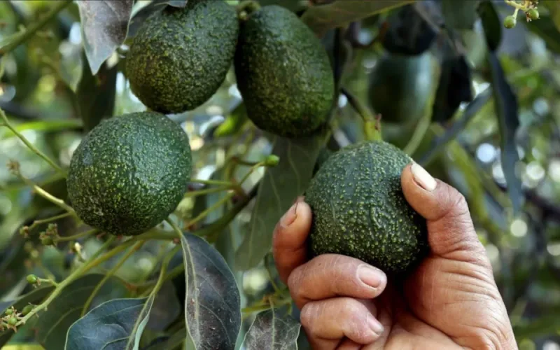 Morocco has six weeks to sell its avocados before Israel’s massive arrival