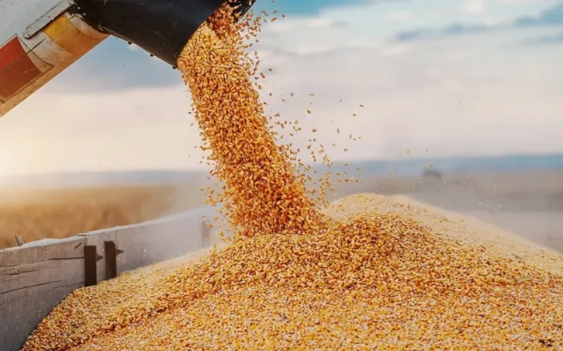 Morocco imports its wheat, but Israel is counting on it in an emergency