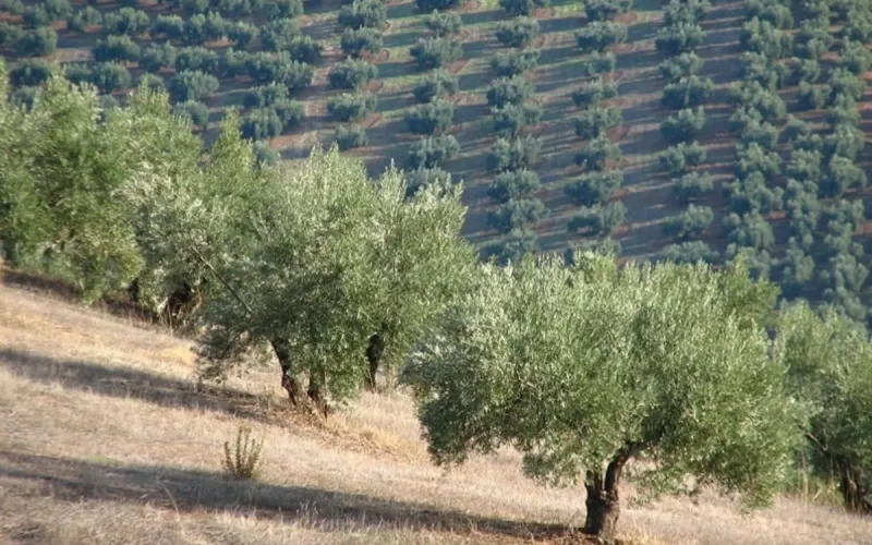 Morocco olive trees Nysius insect threat damage