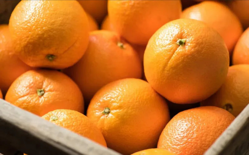 Morocco Orange Exports Boom in Germany Market