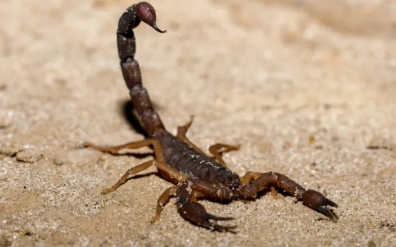 Morocco Scorpions: AI Maps Deadliest Species and Sting Risks