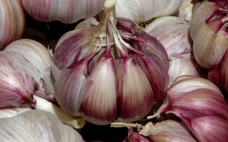 Morocco slightly tightens access for Spanish garlic, whose producers urge Europe to follow suit