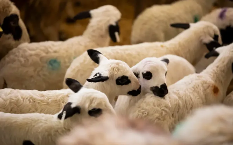 Morocco Spain Sheep Imports Meat Price Crisis