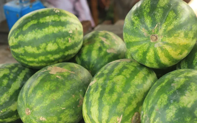 Morocco supplies 42% of the EU’s imported watermelons as Spanish growers warn of price pressure