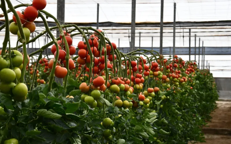 Morocco tomato exports surge, Spain loses market share