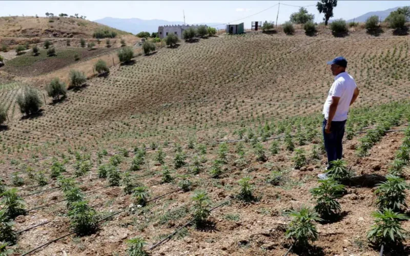 Morocco: The Underground Hashish Market Still Resists Legalization