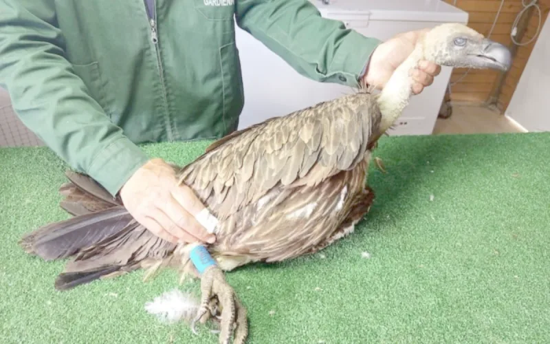 Morocco: Vultures return from Europe after a long migratory journey