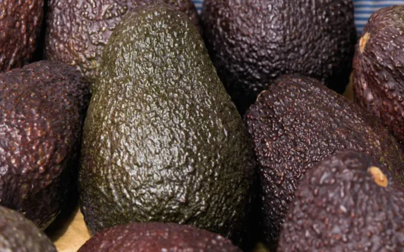 Morocco’s avocado crop forecast cut sharply as growers question record estimate