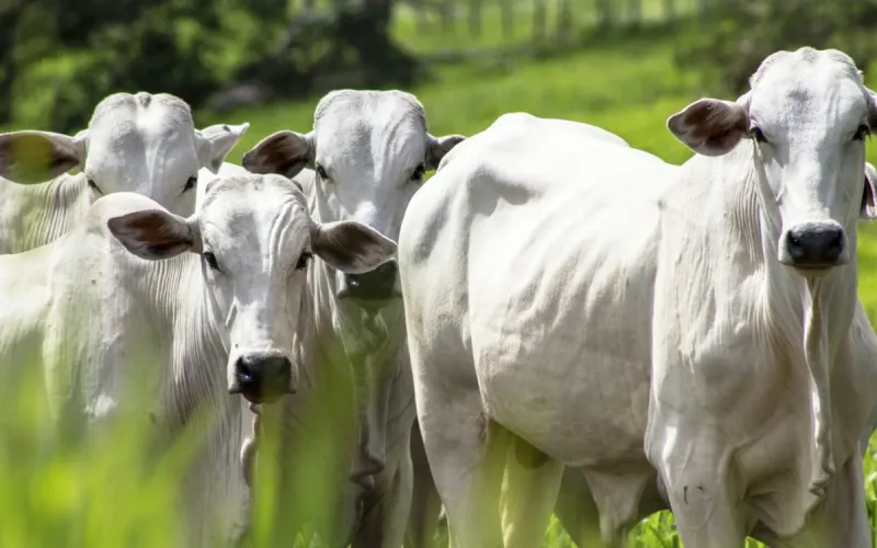 Morocco’s cattle herd shrinks 30% as live cattle imports from Brazil surge 421%