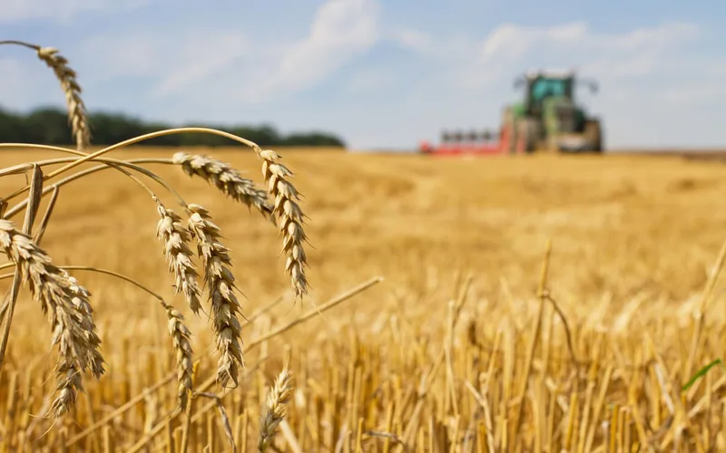 Morocco's Drought Crisis Fuels Massive French Wheat Imports